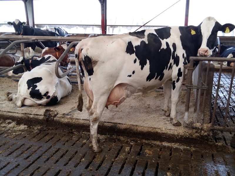 Danish Holstein