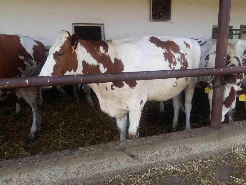 Kayseri  ili Hollanda menşeli kırmızı Holstein cinsi gebe hayvanlarımız hayırlı olsun.