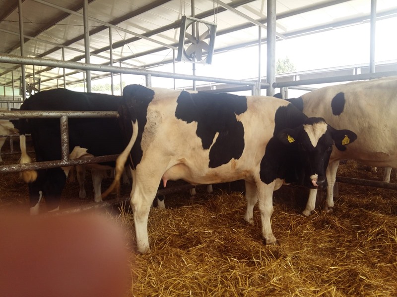 Kayseri ili Holstein cinsi hayvanlar hayırlı olsun