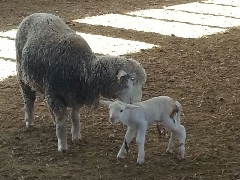 Merinos